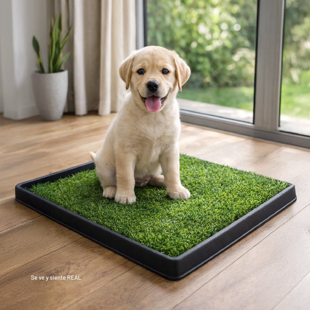 Baño Ecológico Perros Gatos Doggy Potty
